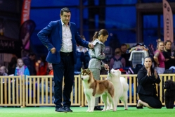 Wystawa Shelby Międzynarodowa Kielce 25.11.2023